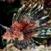 lionfish_common_nus_h_0705_png1720.jpg